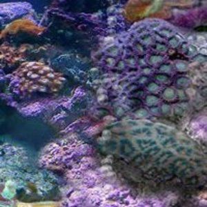 Meet your Posher, Marlene